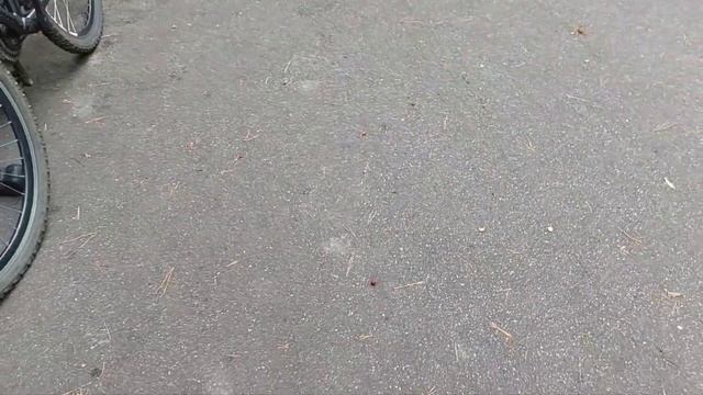 Сосновый рай и рыжие белки. смотреть онлайн