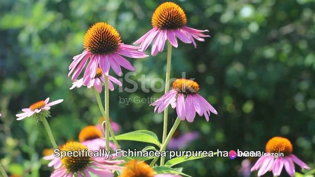 Echinacea - The coneflower chronicles смотреть онлайн