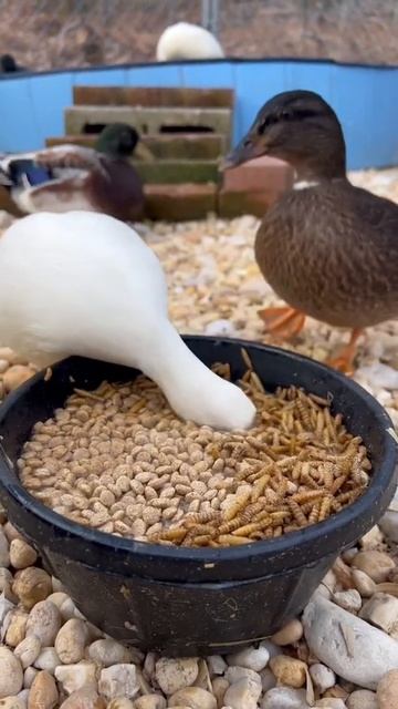 Munchkin acts like she’s never eaten before😂 #ducks #petducks смотреть онлайн