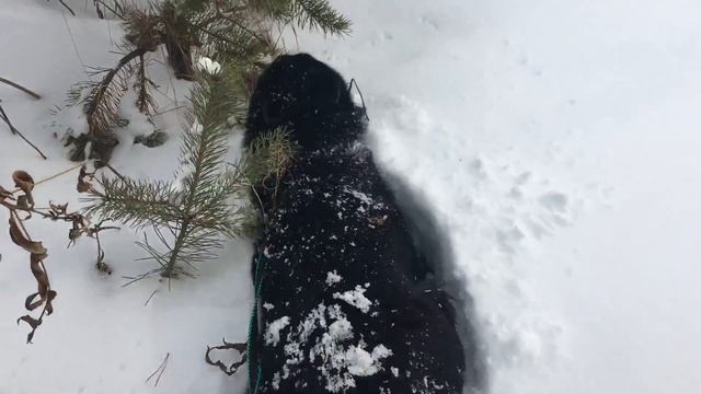 Выгул собаки по сугробам смотреть онлайн