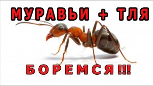 Боремся с муравьями и тлёй у себя в огороде. Действенный способ!!!