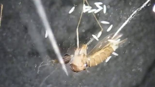 Disección de lutzomyia longipalpis Horacio CadenaA.AVI смотреть онлайн