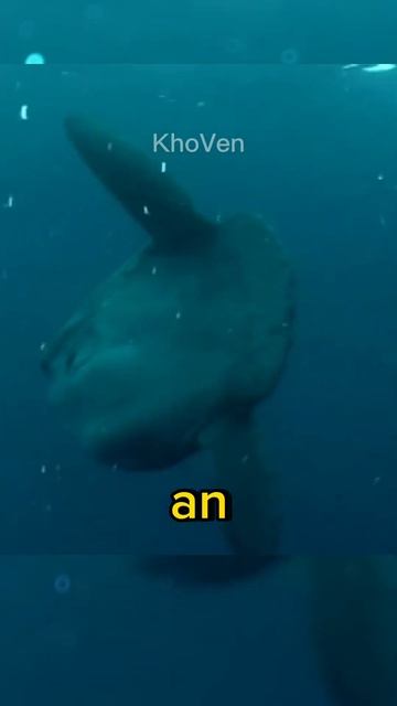 Ocean Sunfish or Mola Mola Fish #shorts смотреть онлайн