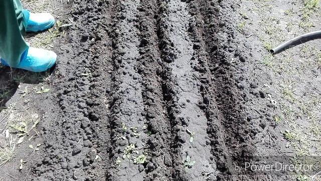 #ПосевМоркови #ЖизньВселе Повторно сею морковь/Жизнь в селе. смотреть онлайн