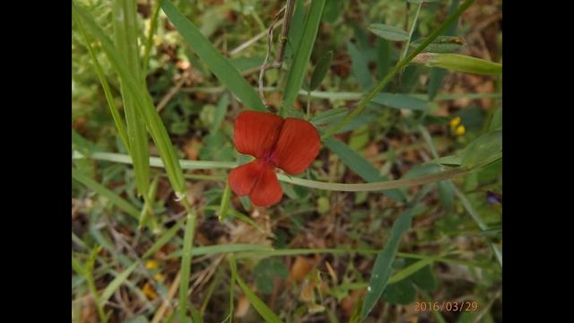 Lathyrus cicera ,common names red pea, red vetchling and flatpod peavine смотреть онлайн