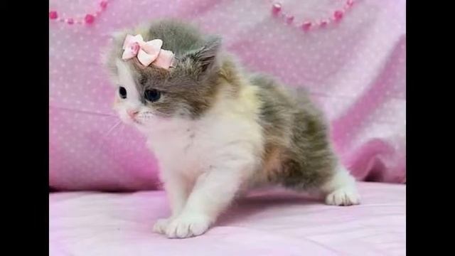 Котики! смотреть онлайн
