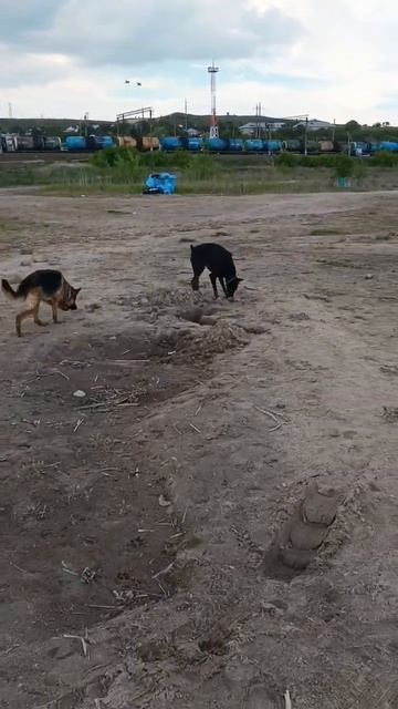 #немецкаяовчарка,#доберман,#прогулкассобакой,#youtube,#собака, смотреть онлайн