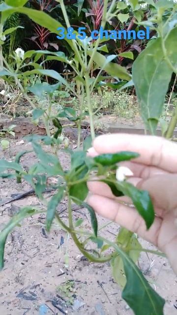 Beautiful grow chili peppers in plastic bottles смотреть онлайн