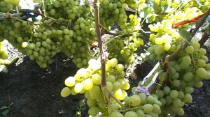 Купили виноград АРКАДИЯ 16-17апреля 2025г