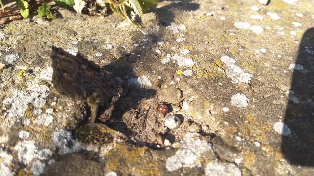 Павучиха стеатода тікає і ховається. Ч.2 / A female cobweb spider is running away and hiding. P.2 смотреть онлайн