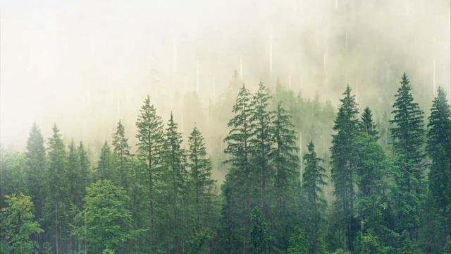 HD Foggy Forest Animated Wallpaper смотреть онлайн