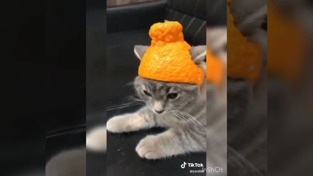 Funny cats#3|Такого вы не видели !|Смешные коты|Смешные котики. смотреть онлайн