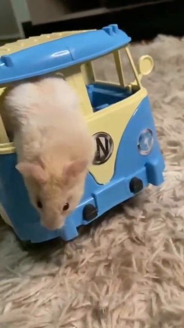 Funny hamster drives his own car!!! ( ˘ ³˘)♥ #shorts смотреть онлайн
