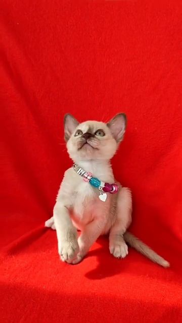 Европейские бурмы.Очень красивая и гармоничная в окрасе черепашка Camilla.