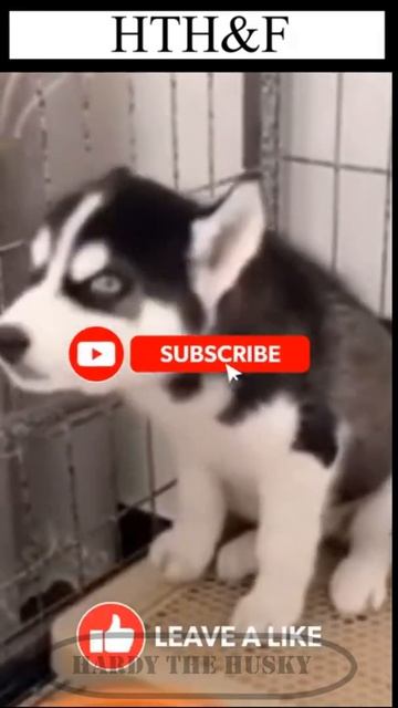 AMAZING - Cute Puppy Siberian Husky Puppy Singing - Talking смотреть онлайн