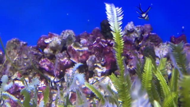 Pterapogon kauderni fry смотреть онлайн