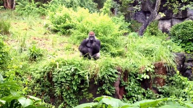 Playing Catch With A Gorilla At Disney's Animal Kingdom