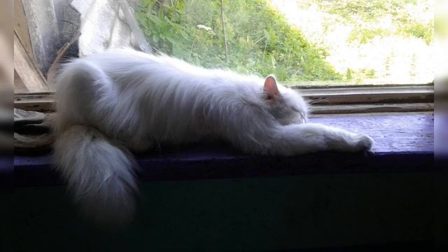 Любимые коты, кошки, котята. смотреть онлайн