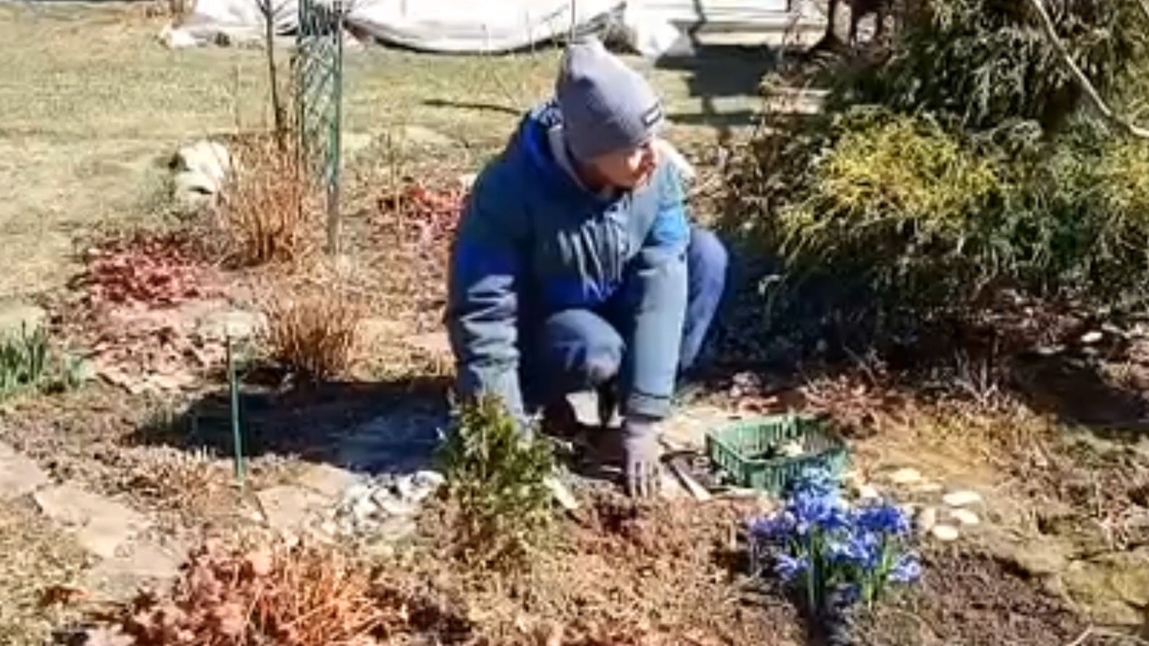 Удаляем гейхеру, а на её место сажаем жёлтые лилии. Продолжаем наводить порядок в мастерской. смотреть онлайн