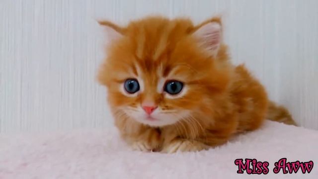Леопольд в детстве :))) смотреть онлайн