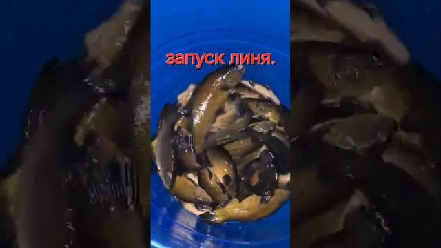 запуск линя смотреть онлайн