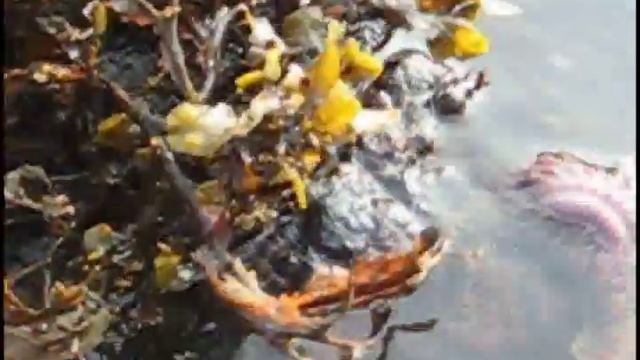 seamonster смотреть онлайн