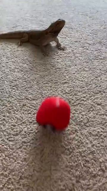 Real Life Pokémon CAUGHT with a PokeBall#Shorts смотреть онлайн