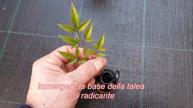 Come riprodurre per talea la Nandina Domestica o Bambù Sacro смотреть онлайн