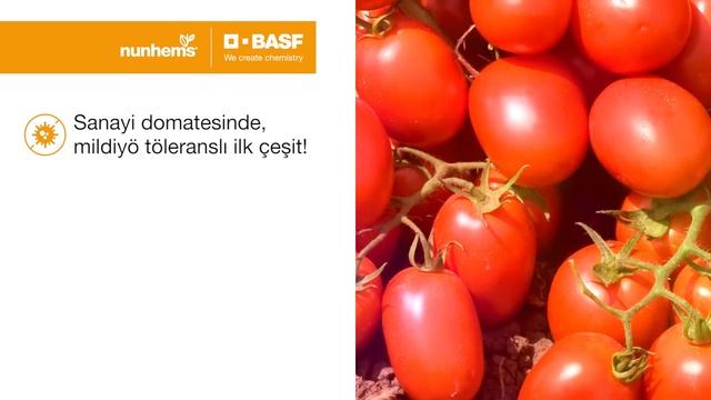 Mildiyö'ye Toleranslı Ilk çeşit; Kendras F1🍅