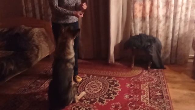 Фрай любит мясо? а кабачок?