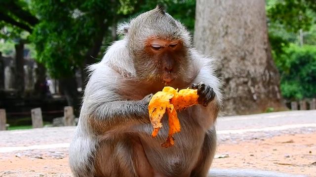 Oh old monkey Tima will get baby soon, I'm clearly now Tima get pregnant. смотреть онлайн