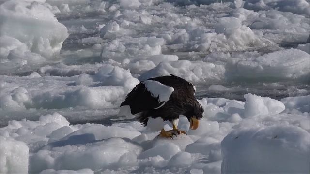 Steller's Sea Eagle смотреть онлайн