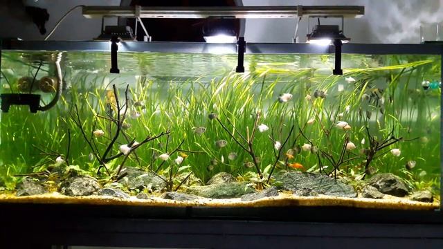 Valisneria and Crypto Planted Tank смотреть онлайн