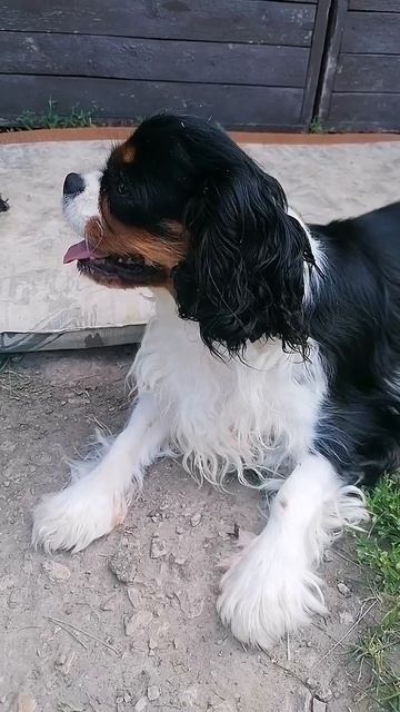 не жизнь а сказка🐶#кавалер Кинг Чарльз спаниель смотреть онлайн