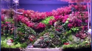 Weekaqua  M Series  M600K pro RGB+UV led aqua light with APP control from Mr. Paolo Landingin .