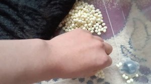 Что делать с улиткой если она отложила яйца? Улитка ахатина