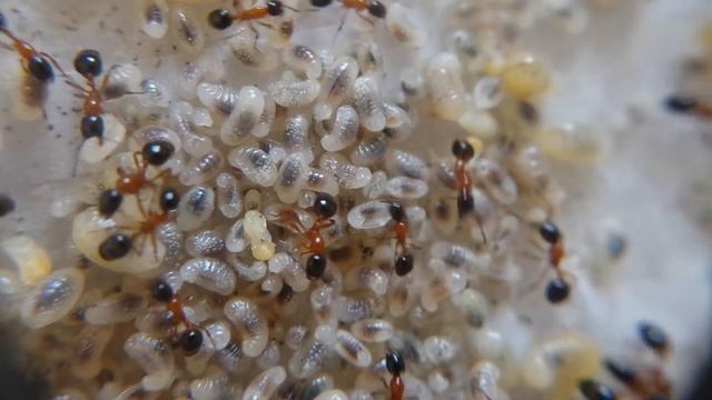Monomorium chilese colony (Var. black) смотреть онлайн