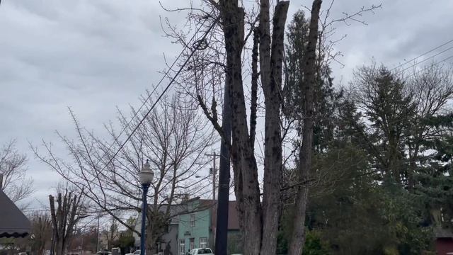 Dealing With UNRULY Callery Pear (Bradford variety) Trees смотреть онлайн