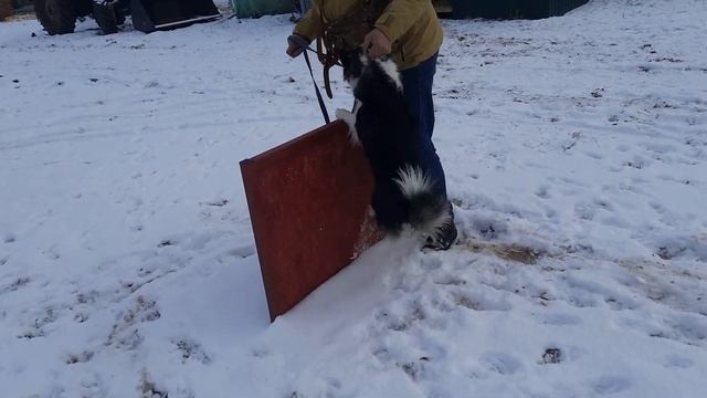 Работа кинологов в приюте "Лисёна" 16.12.2022 г. смотреть онлайн