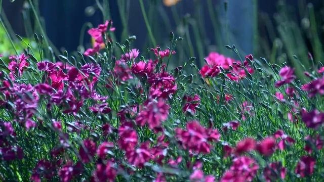 Purple Flowers o.o смотреть онлайн