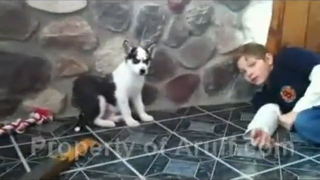 AKC Black & White Male! PRA CLEAR! LIFE GUAR! смотреть онлайн
