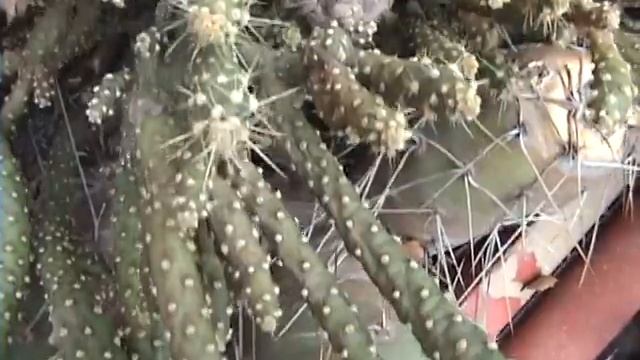 Cactus смотреть онлайн