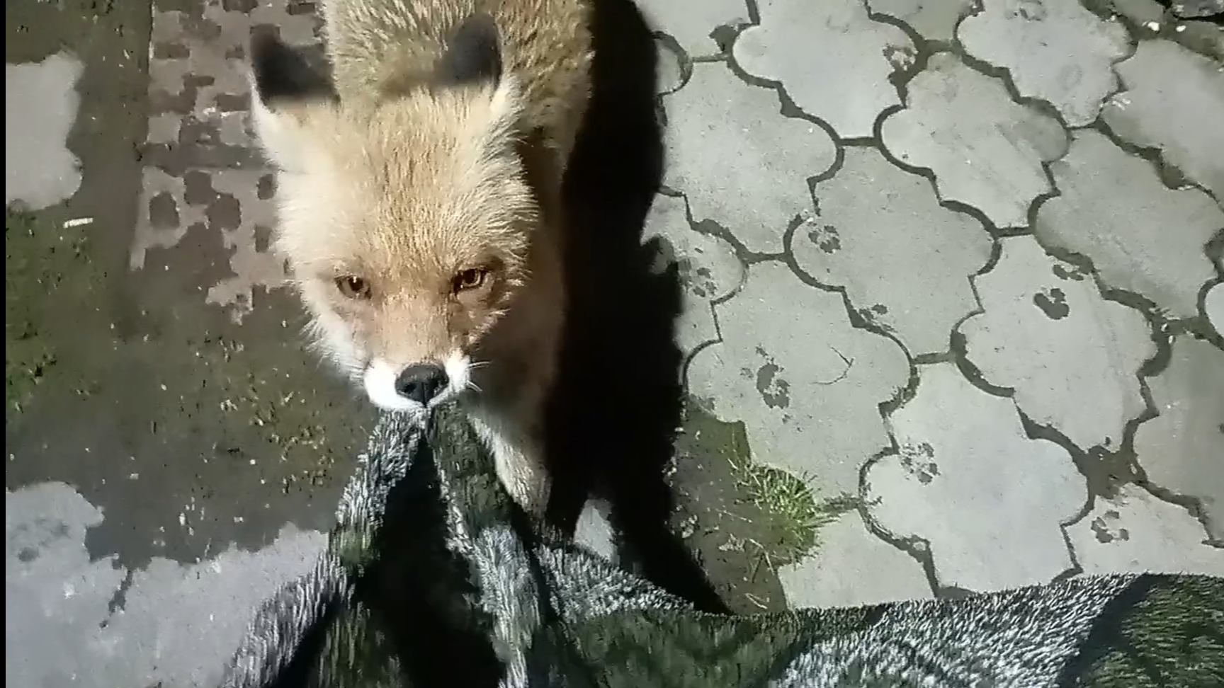 (994) Лиса приходит в гости. Апрель 2025 смотреть онлайн