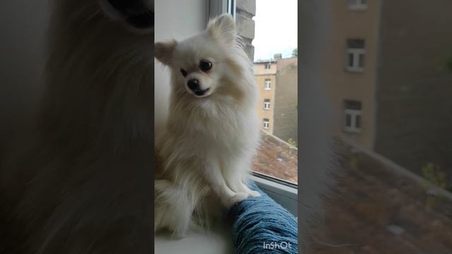 Кауни, Дундага, Клиппан Сауле, Донегал смотреть онлайн