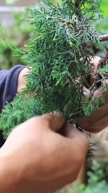 大叔教你只需简单几步，直杆式真柏巧变悬崖式#植物 #花卉 #盆景 @抖音小助手 смотреть онлайн