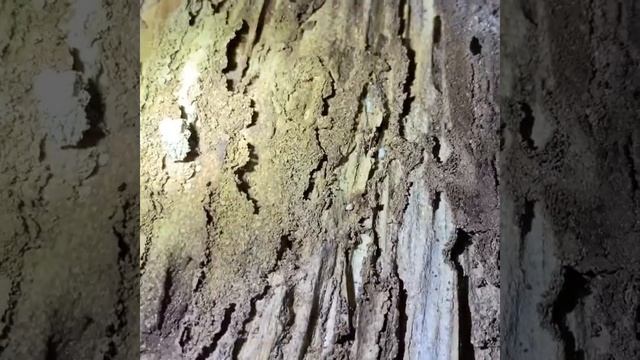 Not so fun facts about termites смотреть онлайн