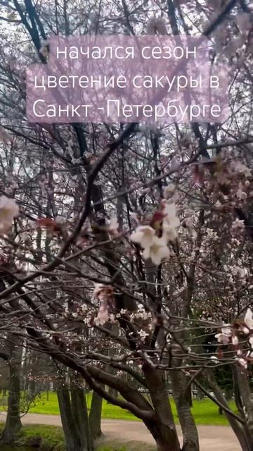 успевайте !!! сакура в Питере цветет всего неделю #спб #весна #сакура #вишня #любовь смотреть онлайн