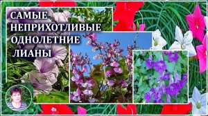 4 самых неприхотливых однолетних цветущих лианы для  сада и дачи.