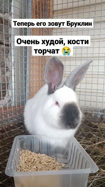 Кролики оказались истощенными #pet #cute #animal #кролики смотреть онлайн