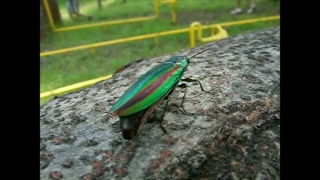 世界で最も美しい甲虫タマムシの産卵 смотреть онлайн